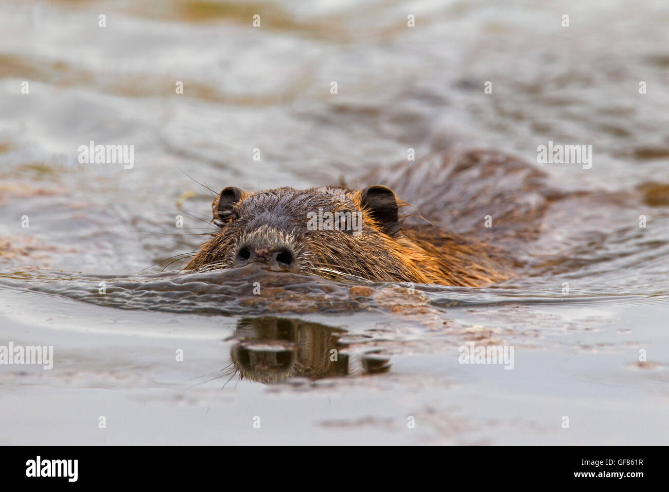 / Ragondin rat river / le ragondin (Myocastor coypus) originaire de l'Amérique du Sud la natation dans le lac Banque D'Images