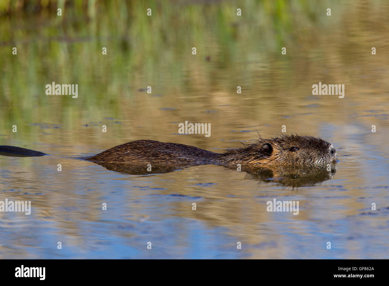 / Ragondin rat river / le ragondin (Myocastor coypus) originaire de l'Amérique du Sud la natation dans l'étang Banque D'Images