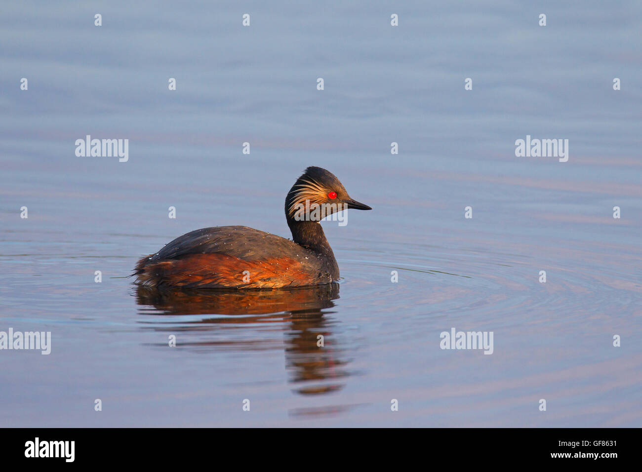 Grèbe à cou noir Grèbe / (Podiceps nigricollis) piscine mâle en plumage nuptial au printemps Banque D'Images