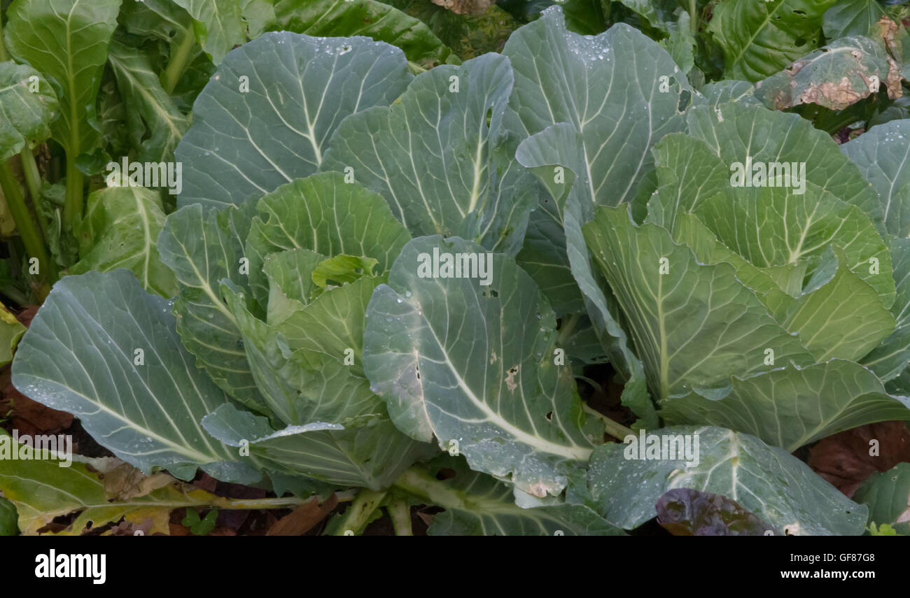 Choux cultivés dans un jardin potager Banque D'Images