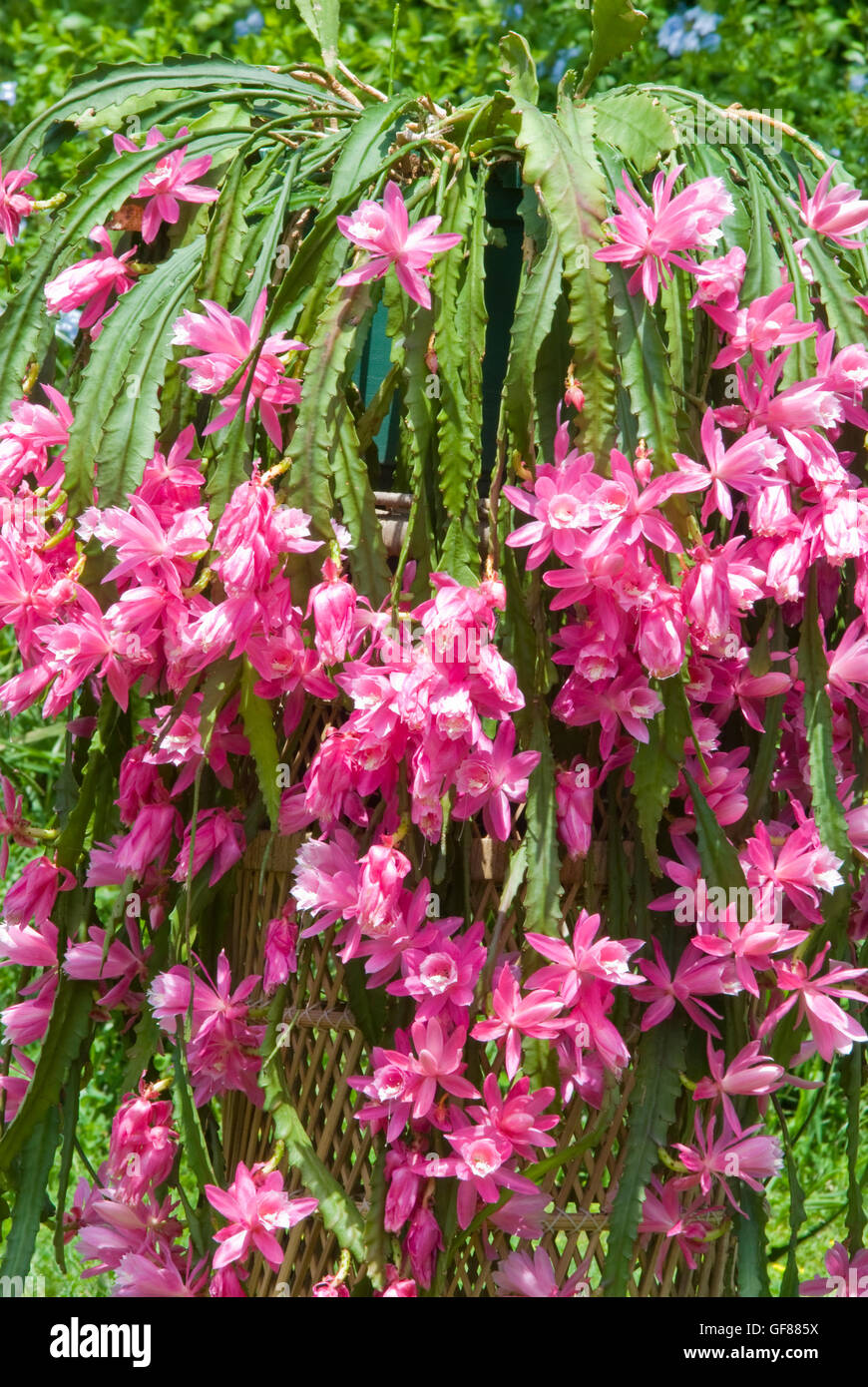 Orchidée Fleur de cactus Epiphyllum, plus en cascade un panier en osier. Banque D'Images