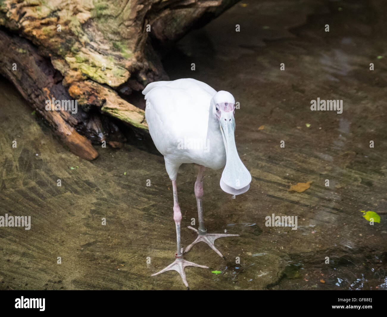 Une spatule d'Afrique (Platalea alba), en captivité, au Zoo de Calgary, Calgary, Alberta, Canada. Banque D'Images