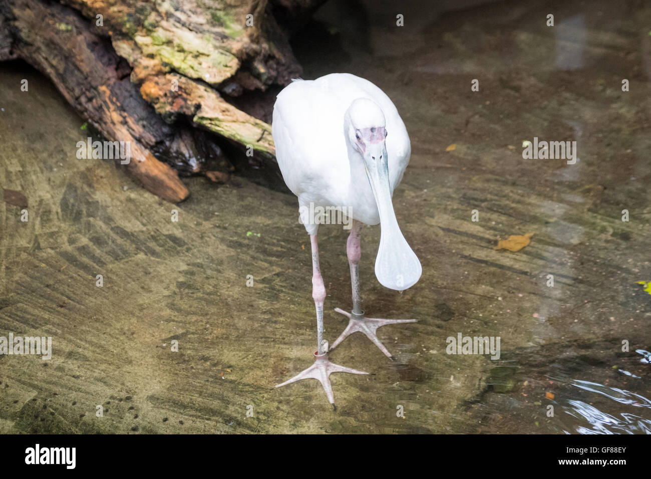 Une spatule d'Afrique (Platalea alba), en captivité, au Zoo de Calgary, Calgary, Alberta, Canada. Banque D'Images