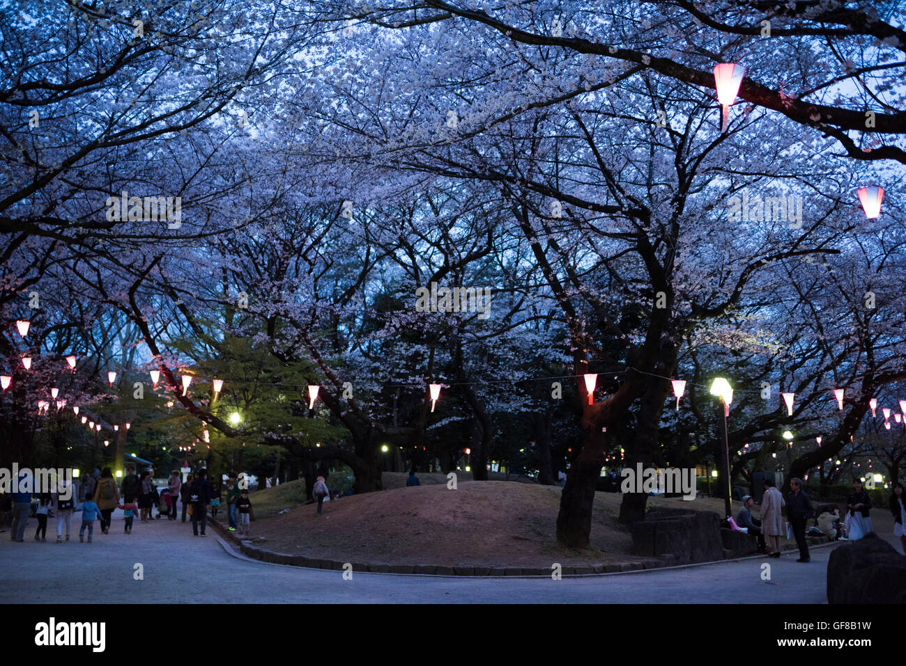 Fleur de cerisier, parc Asukayama, Kita-Ku, Tokyo, Japon Banque D'Images