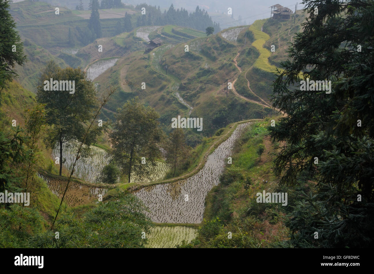 Terrasses de riz dans la province du Guizhou, en Chine, compilation juste-à-temps Banque D'Images