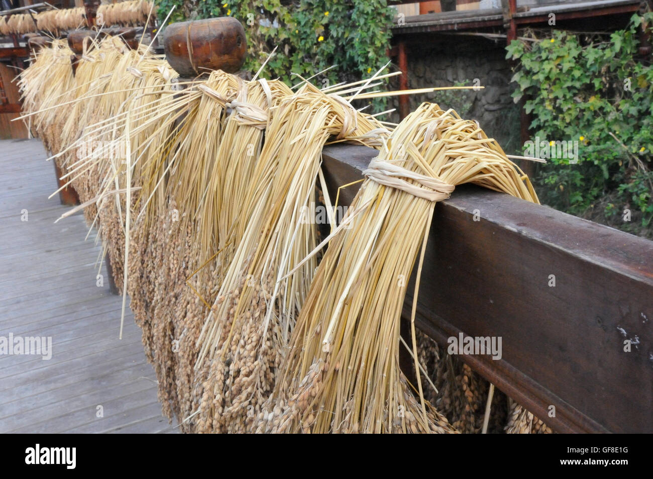 La paille de riz avec les noyaux de séchage dans le centre-ville de Zhaoxing, Guizhou, Chine Banque D'Images