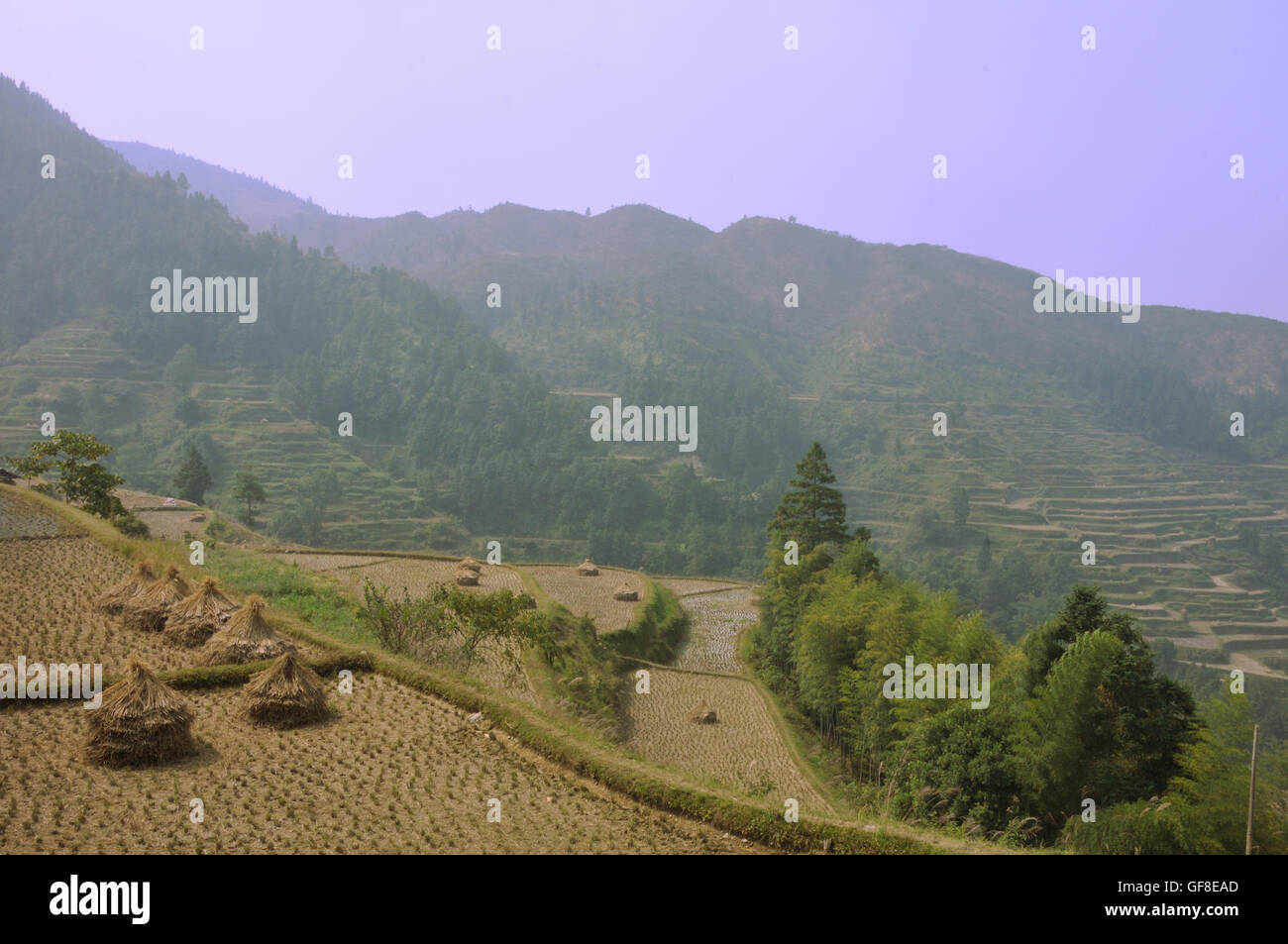 Champs de riz récolté dans les terrasses au-dessus Jitang, Guizhou, Chine Banque D'Images