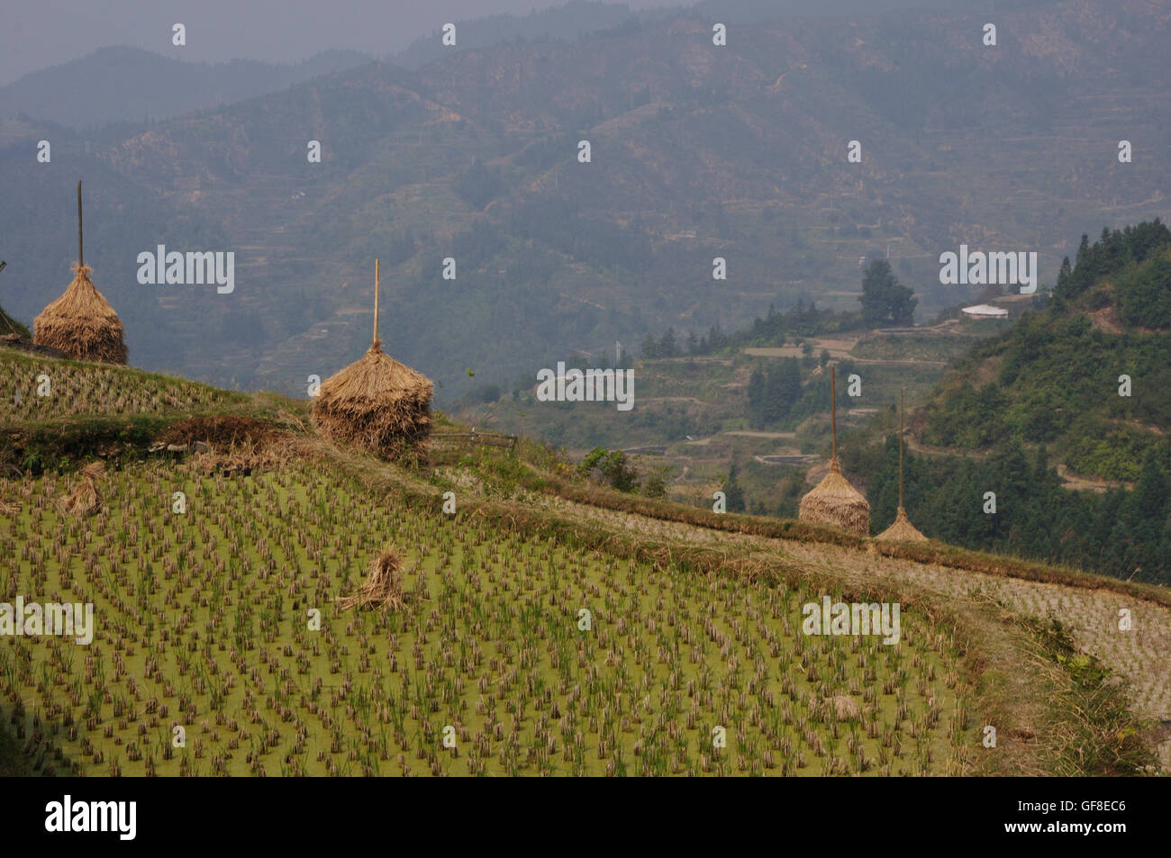 Champs de riz récolté dans les terrasses au-dessus Jitang, Guizhou, Chine Banque D'Images