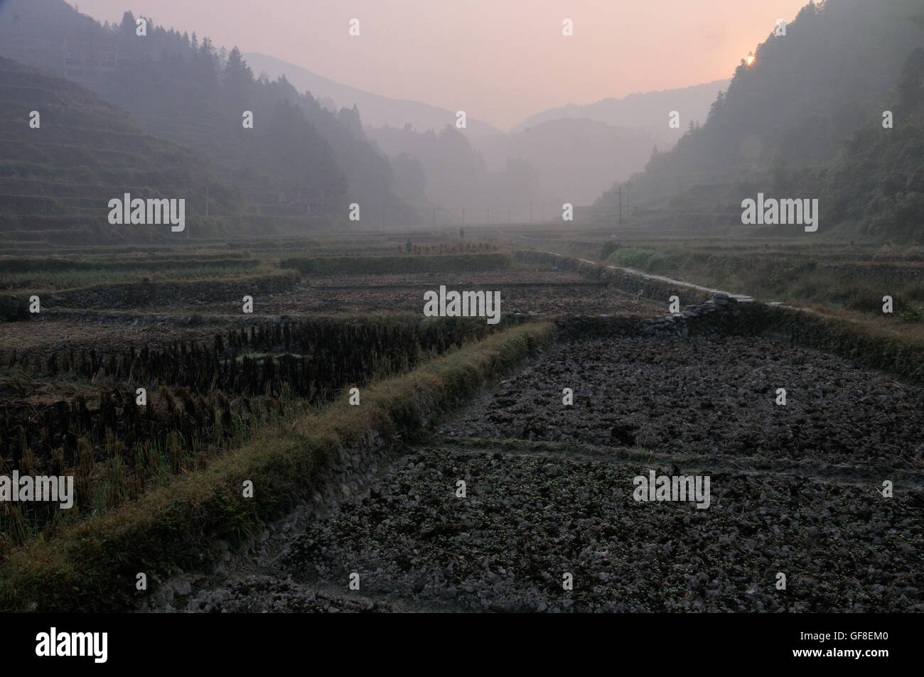 Les champs de riz dans la vallée près de Zhaoxing, Guizhou, Chine Banque D'Images