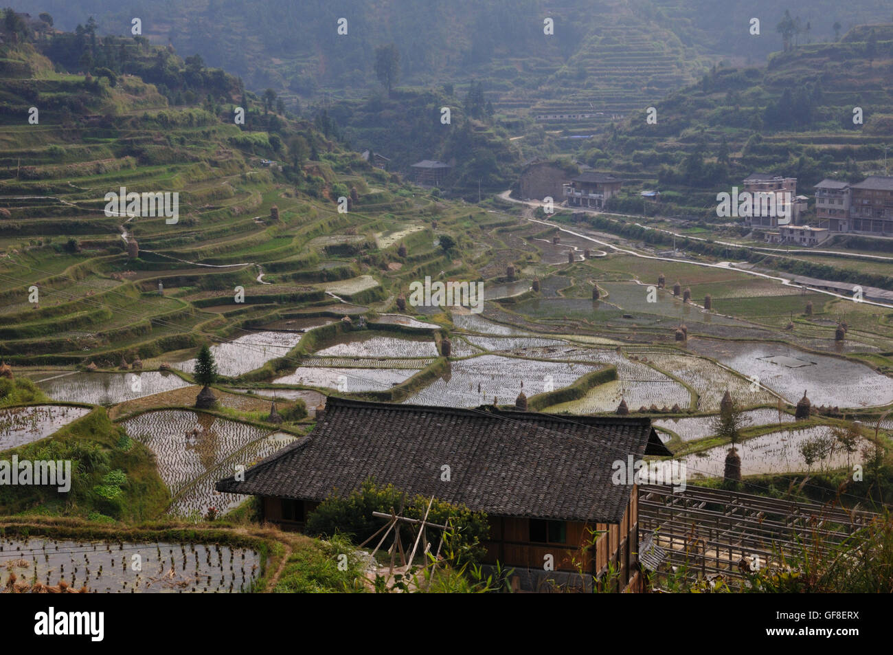 Terrasses de riz à Xijiang, Guizhou, Chine Banque D'Images