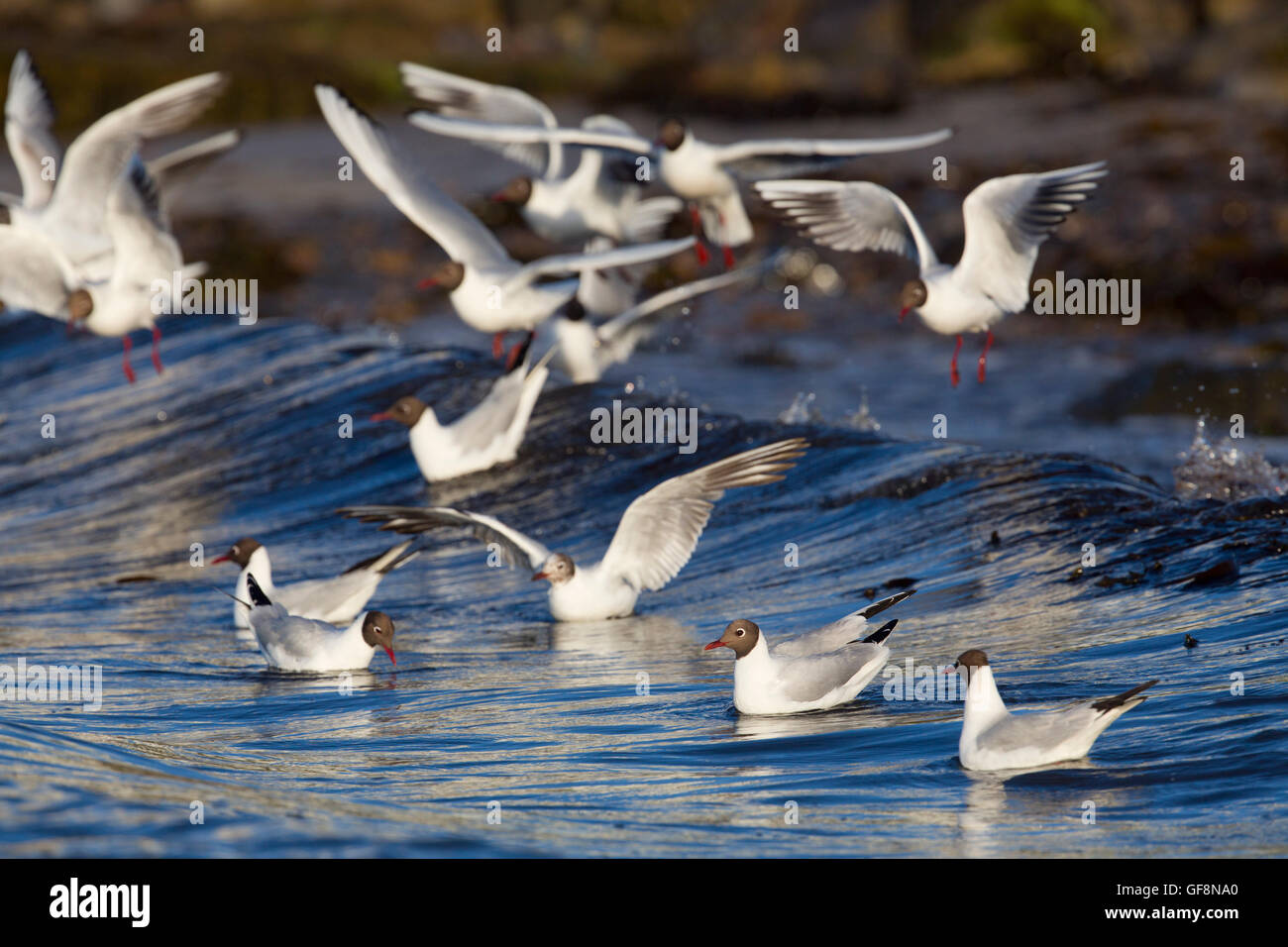 Mouette à tête noire ; Larus ridibundus troupeau Anglesey Alimentation ; UK Banque D'Images