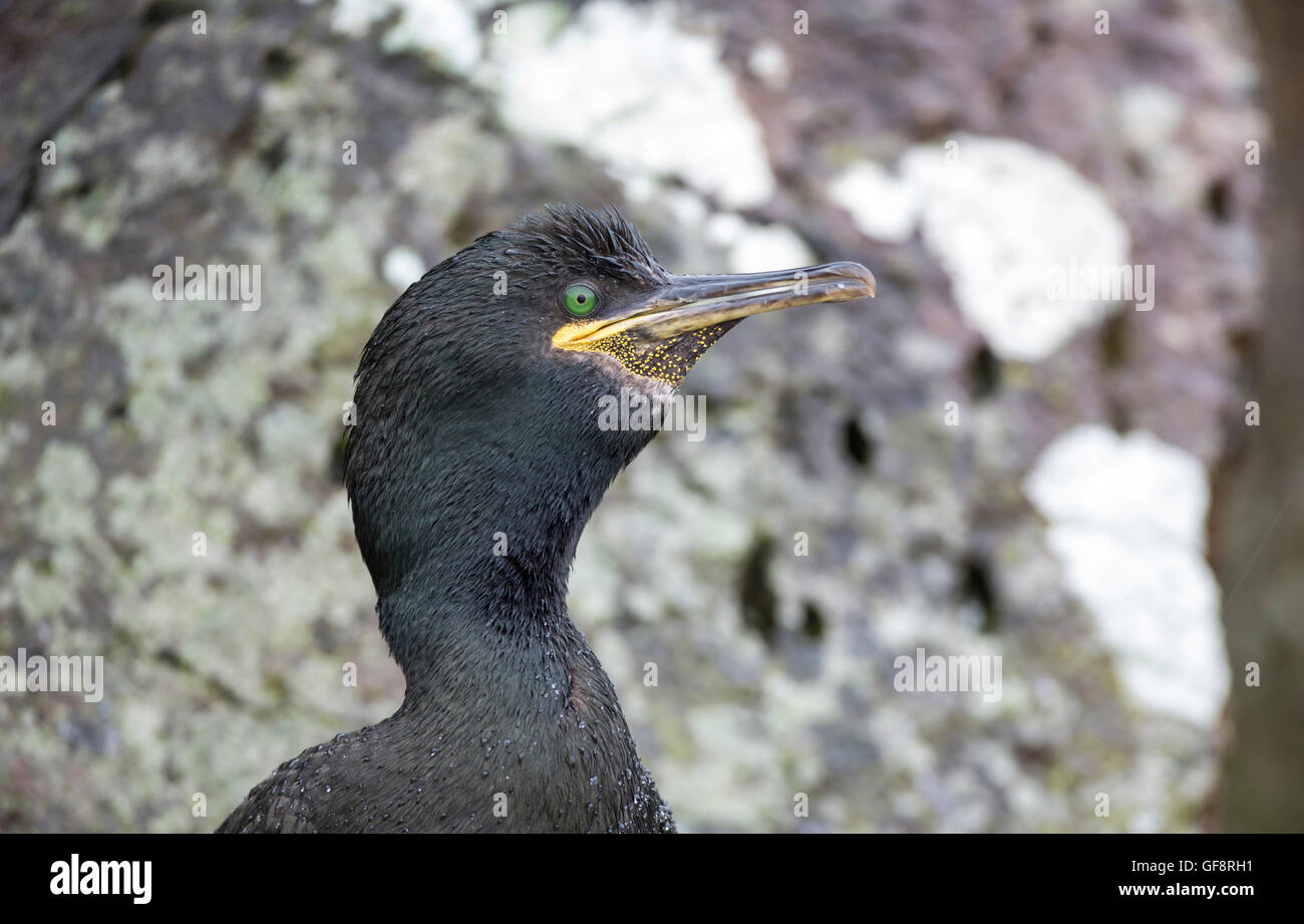 Shag (Phalacrocorax aristotelis). L'espèce est également connu sous le titre commun européen, ou vert ou vert shag cormoran. Banque D'Images