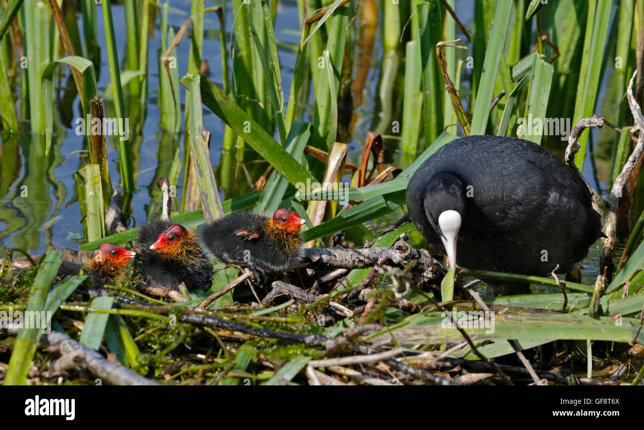 Foulque macroule (Fulica atra) parent et chicks on nid, le lac d'Idro, Italie Banque D'Images