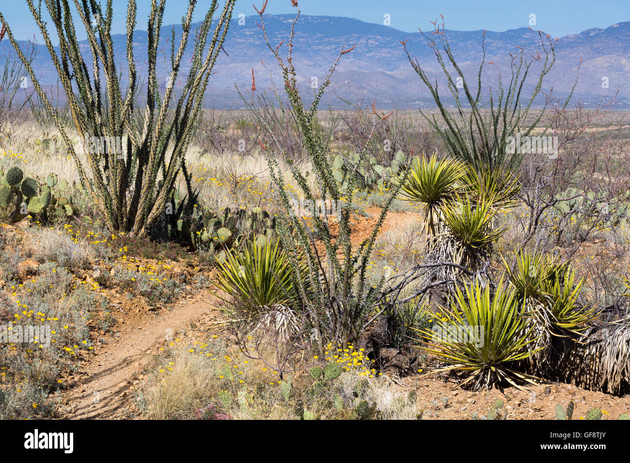 Le sentier de l'Arizona en passant par le yucca et la société. Las Cienegas National Conservation Area, Arizona Banque D'Images