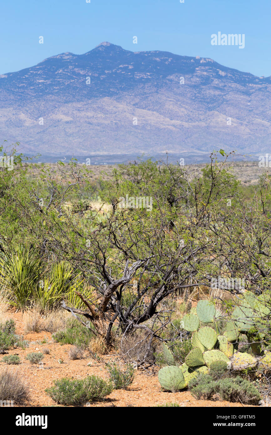 S'élever au-dessus des pics Rincon mesquites dans le paysage environnant. Las Cienegas National Conservation Area, Arizona Banque D'Images