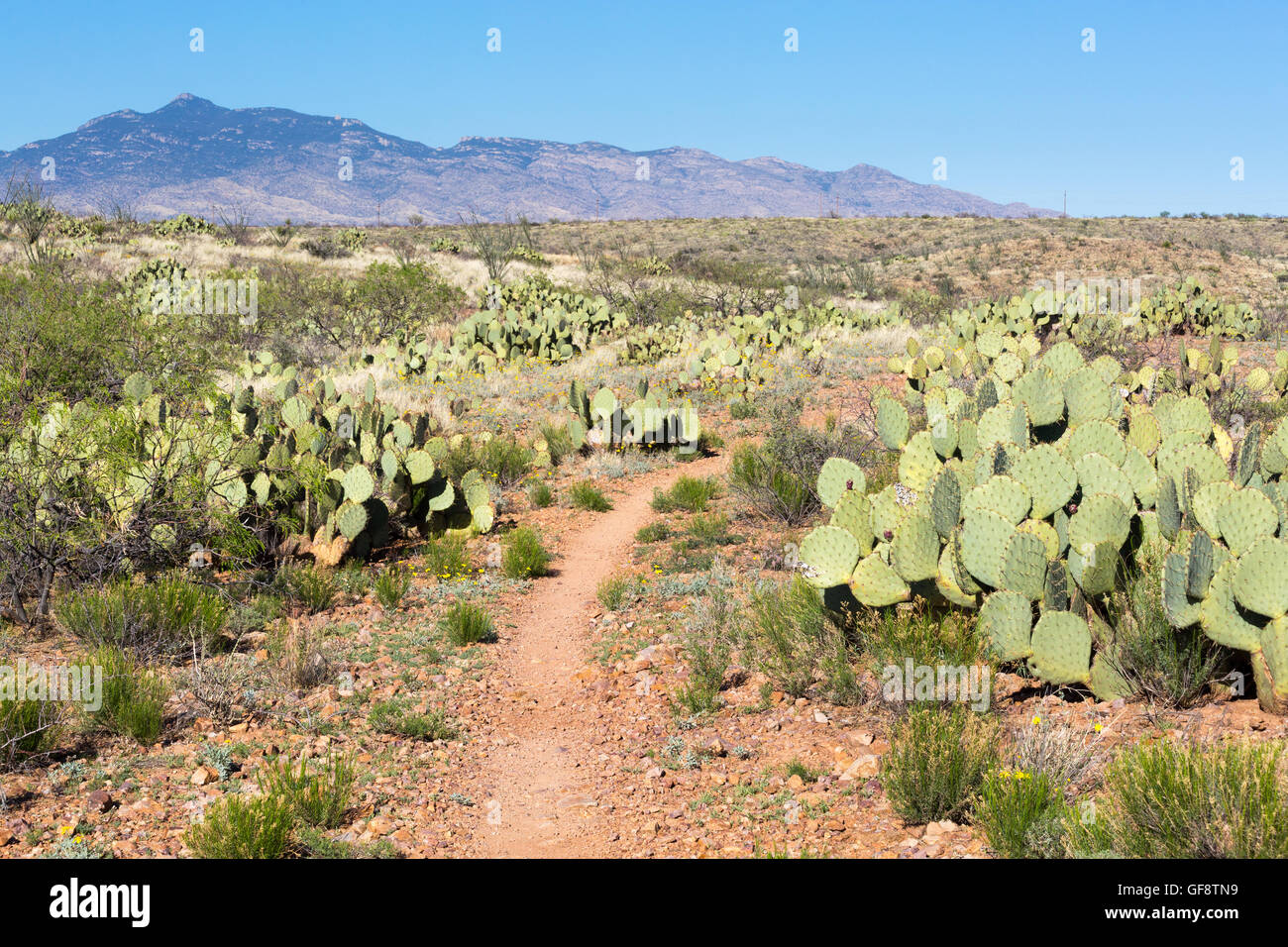 L'Arizona Trail qui serpente dans la végétation du désert de Sonoran. Las Cienegas National Conservation Area, Arizona Banque D'Images