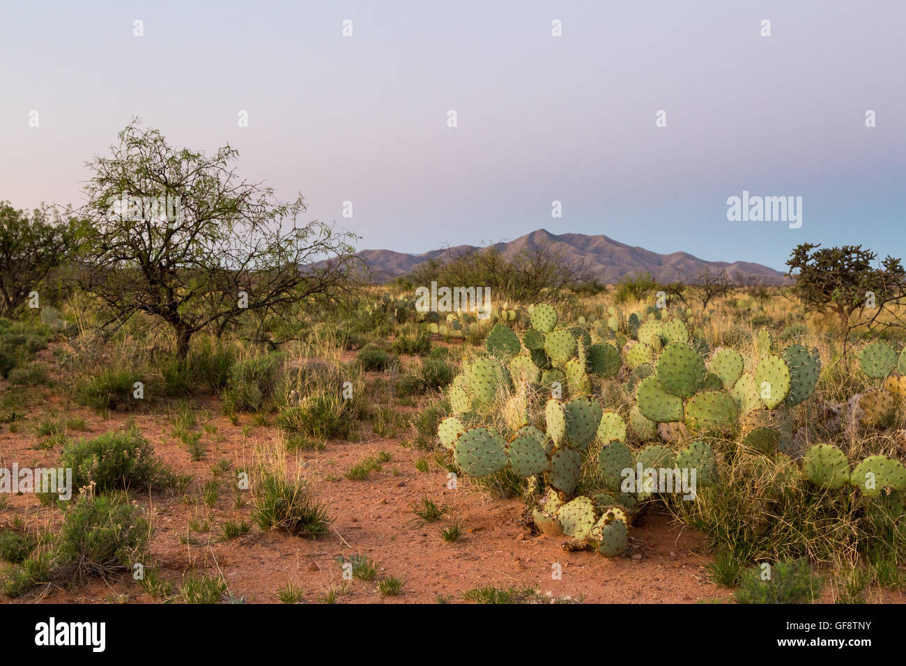 L'ombre de la terre au-delà de l'établissement des montagnes du désert lointain et végétation désertique. Las Cienegas National Conservation Area, Arizona Banque D'Images