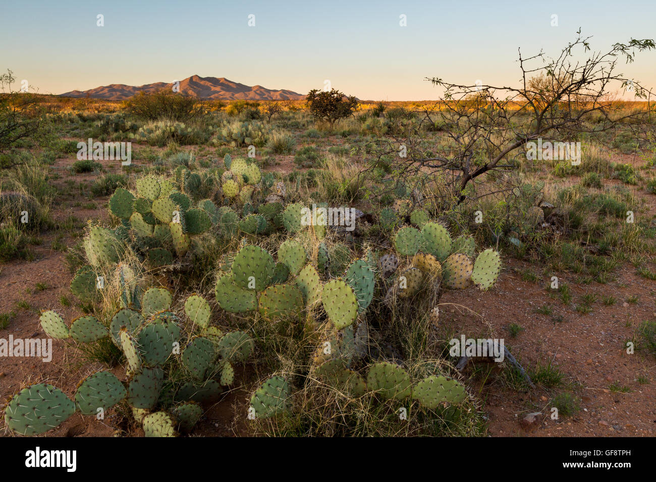 La première lumière du jour, frappant le sol du désert de Sonoran. Las Cienegas National Conservation Area, Arizona Banque D'Images