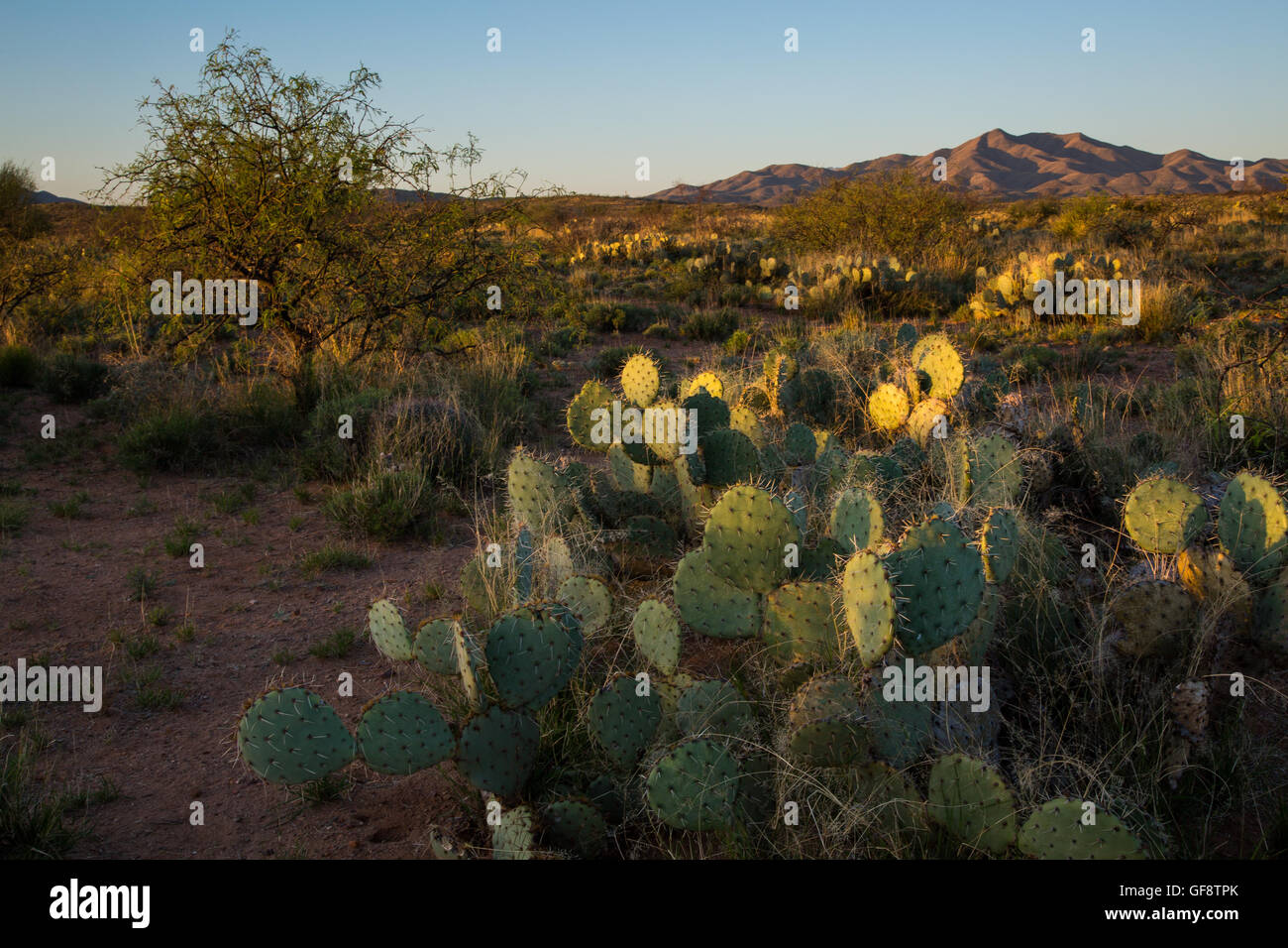 La première lumière du jour, frappant le sol du désert de Sonoran. Las Cienegas National Conservation Area, Arizona Banque D'Images