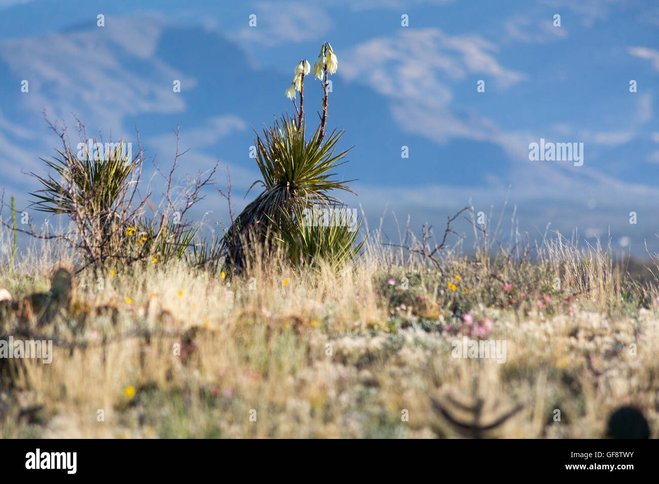 Yuccas qui fleurit au printemps. Las Cienegas National Conservation Area, Arizona Banque D'Images