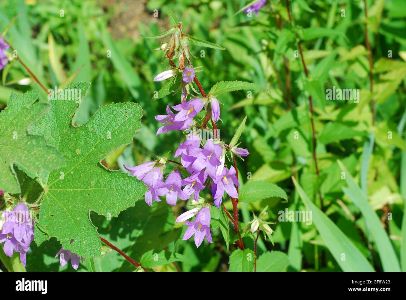 La campanule à feuilles d'Ortie, bellflower, campanula trachelium Banque D'Images