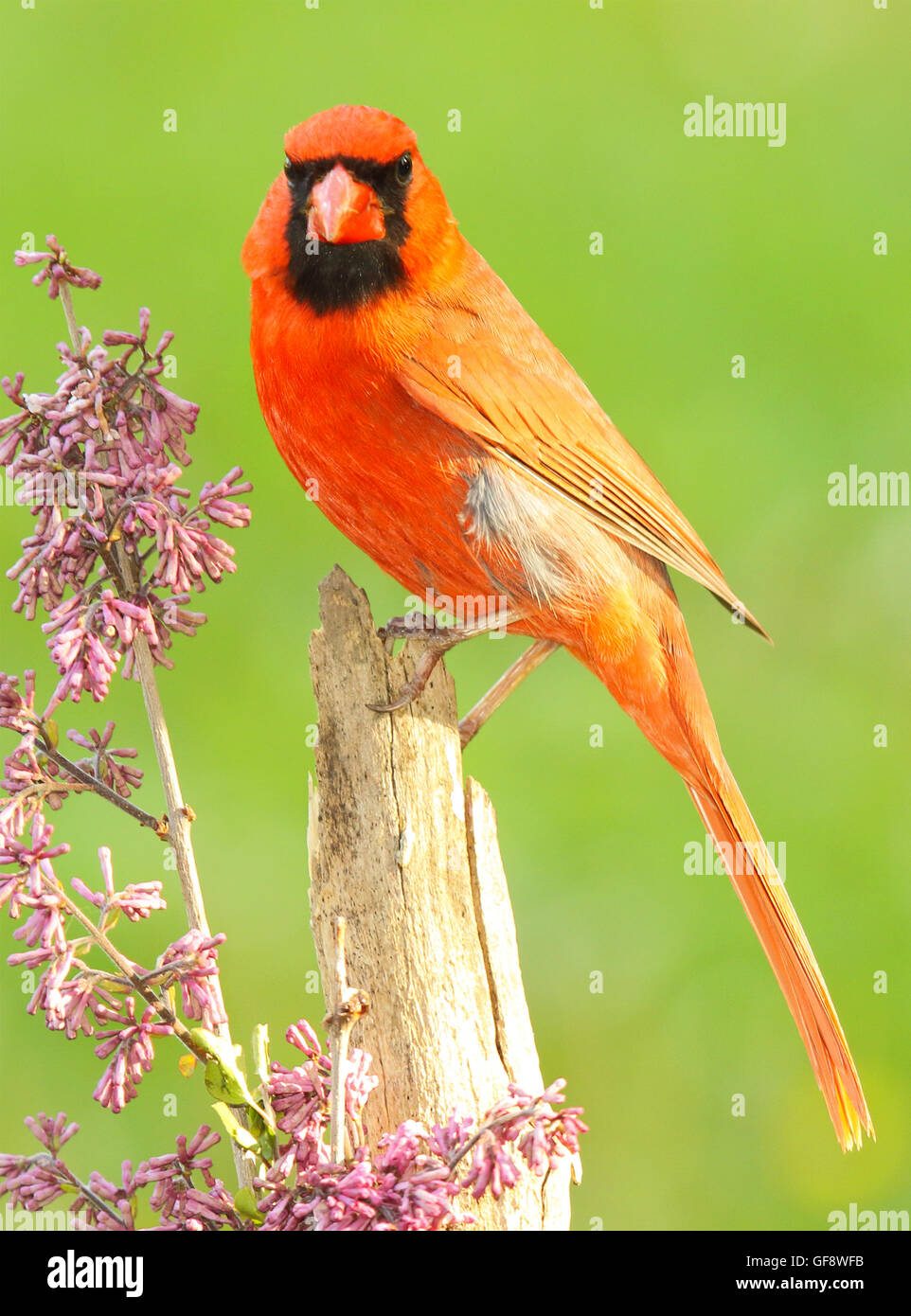 Un Cardinal rouge mâle perché parmi les fleurs. Banque D'Images