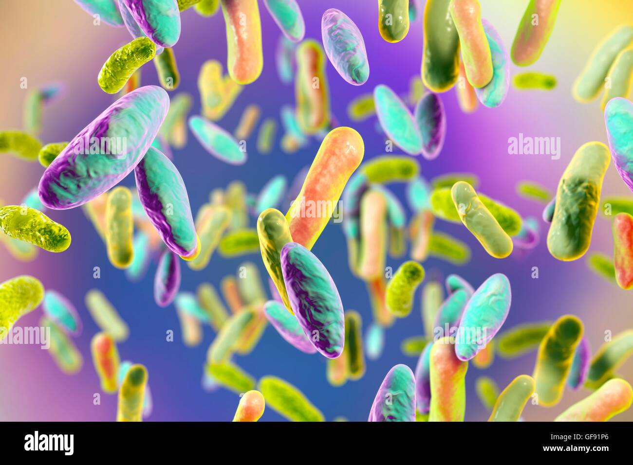 Illustration des différents types de bactéries en forme de tige. Les bactéries en forme de tige : Escherichia coli, Salmonella, Shigella, Klebsiella, Enterobacter, Citrobacter, Yersinia pestis, Pseudomonas aeruginosa, Legionella pneumophila et Mycobacterium tuberculosis espèce Banque D'Images