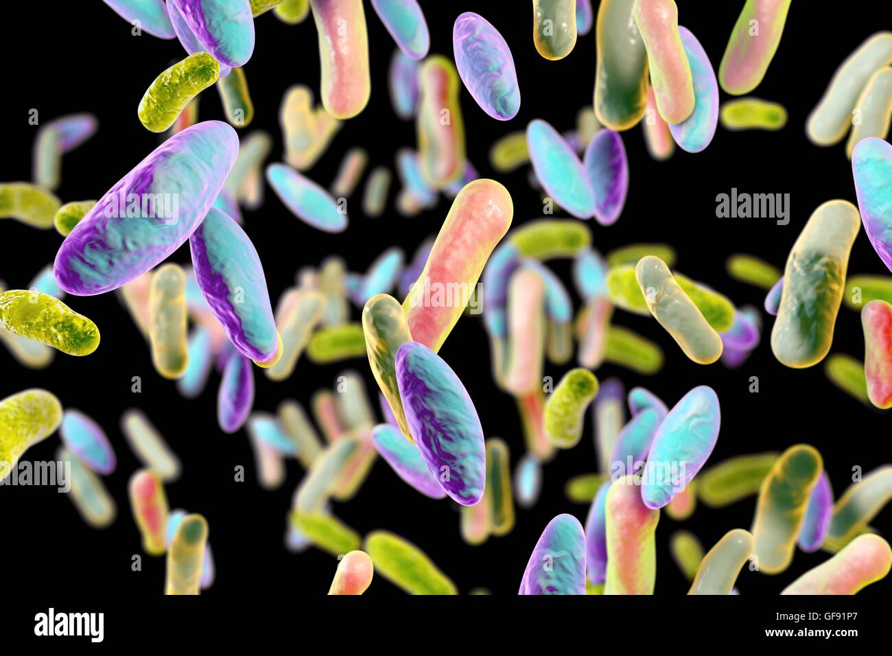 Illustration des différents types de bactéries en forme de tige. Les bactéries en forme de tige : Escherichia coli, Salmonella, Shigella, Klebsiella, Enterobacter, Citrobacter, Yersinia pestis, Pseudomonas aeruginosa, Legionella pneumophila et Mycobacterium tuberculosis espèce Banque D'Images