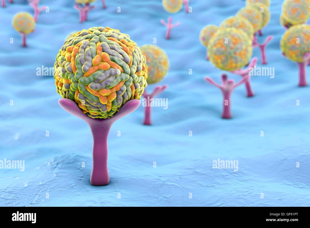 Illustration d'ordinateur d'un virus Zika (ZIKV) panneaux de particules - aggloméré (sphérique) connecté à un récepteur d'AXEL sur la surface d'une cellule souches neurales. ZIKV est un ARN (acide ribonucléique) du virus qui est transmis aux humains par la piqûre de moustiques infectés Aedes sp.. Il c Banque D'Images