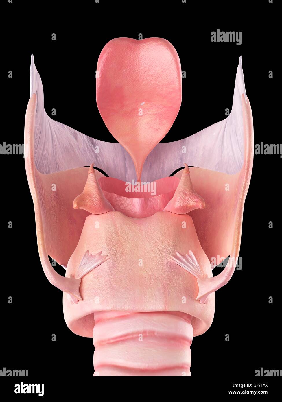 Les droits du larynx, de l'illustration. Banque D'Images