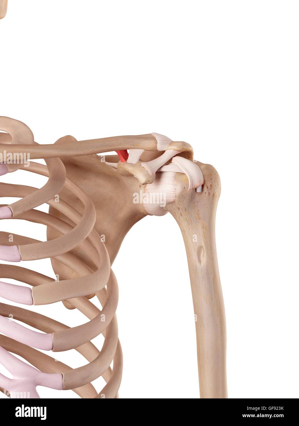 Les ligaments de l'épaule, de l'illustration. Banque D'Images