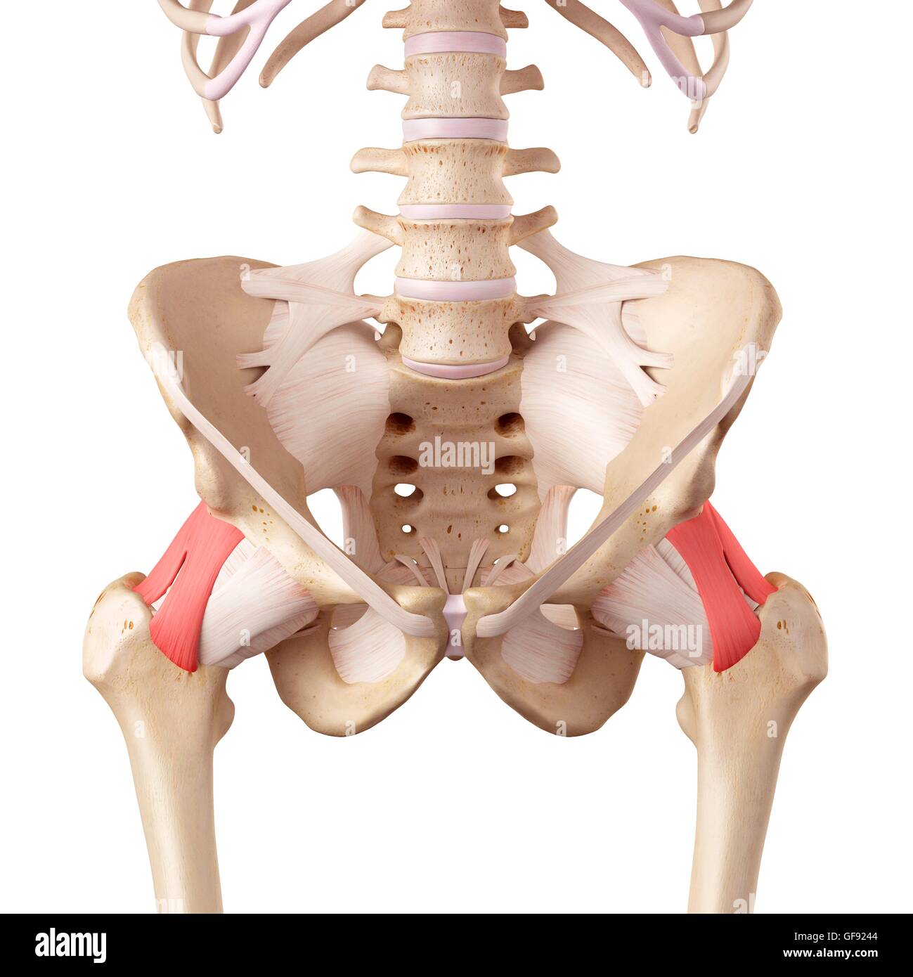 Les ligaments de la hanche, de l'illustration. Banque D'Images