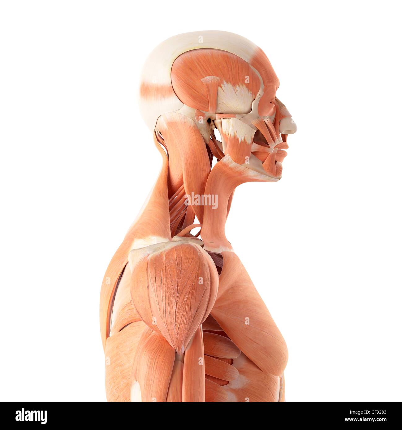 Système musculaire, de l'illustration. Banque D'Images