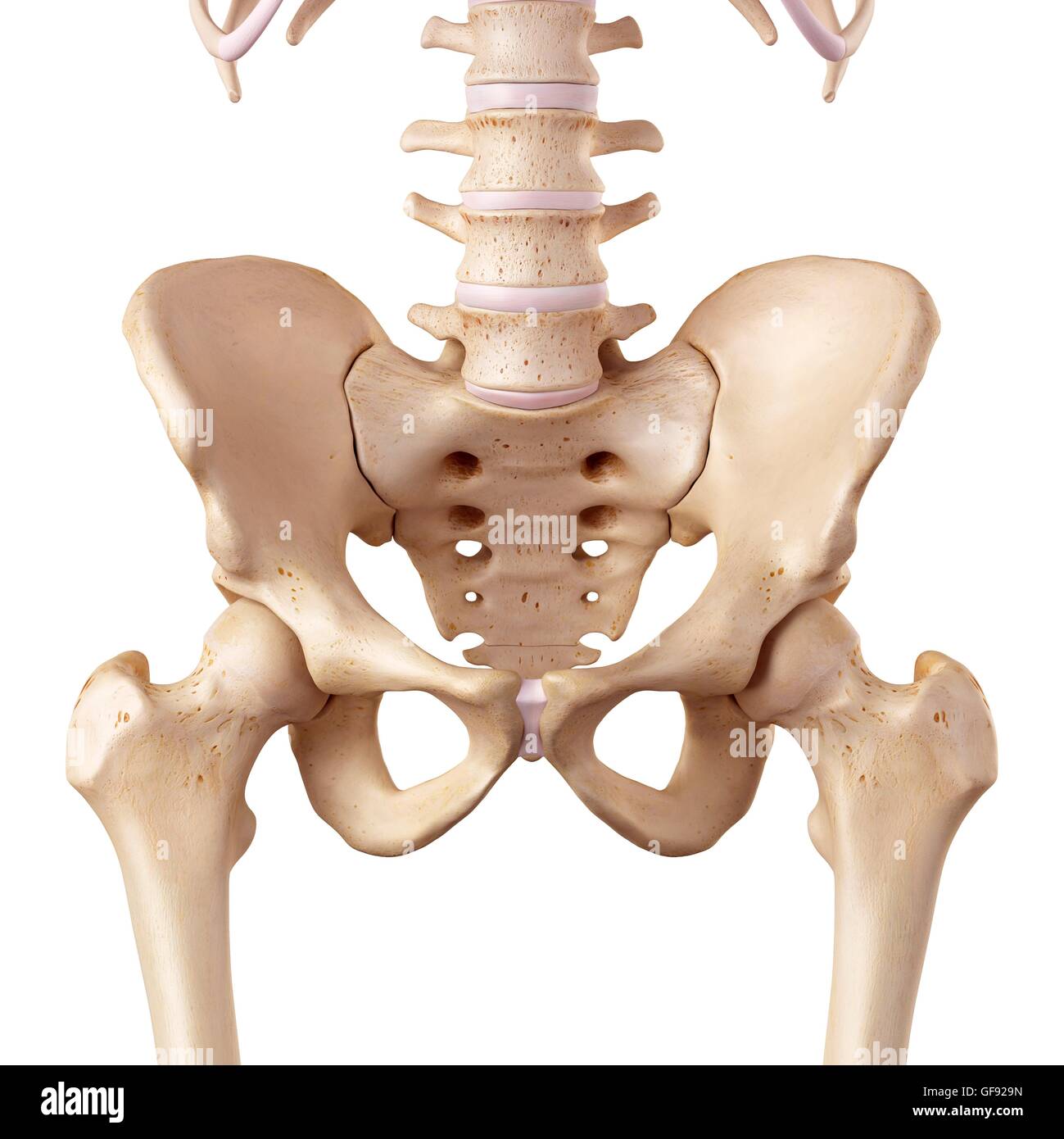Les droits de l'anatomie de la hanche, de l'illustration. Banque D'Images