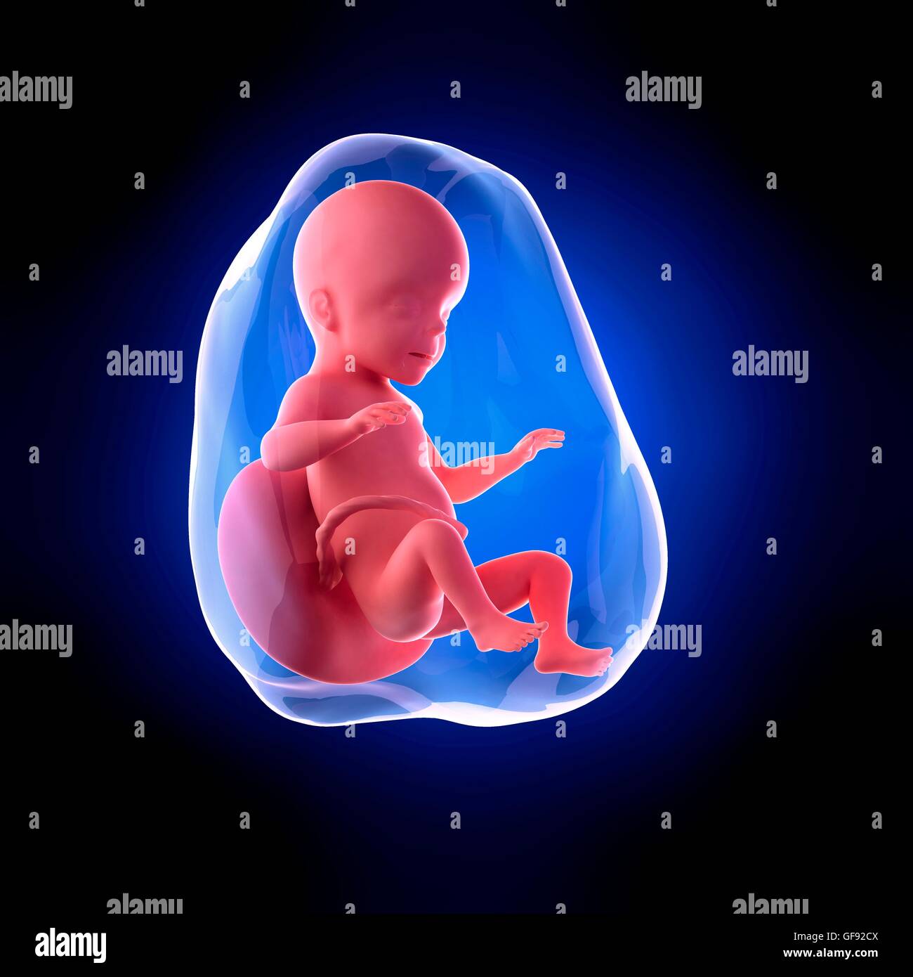 Foetus A 26 Semaines Banque D Image Et Photos Alamy Foetus A 26 Semaines Banque D Image Et Photos Alamy