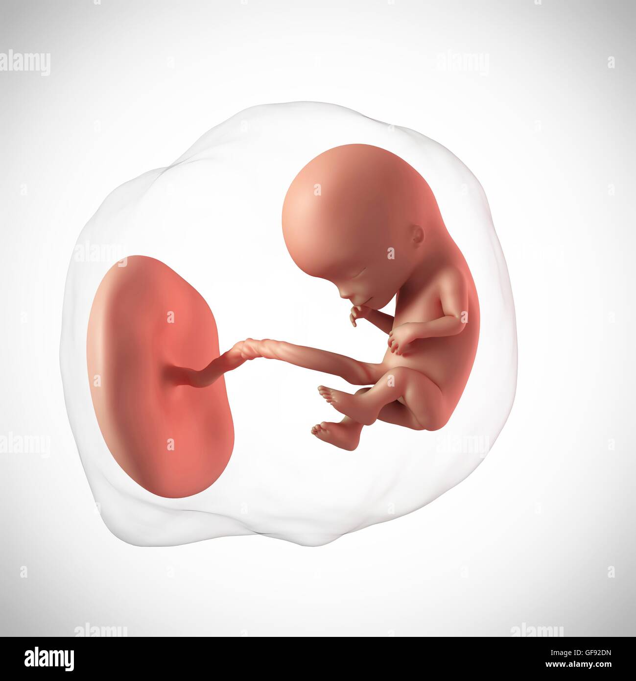 Foetus A 12 Semaines Banque D Image Et Photos Alamy