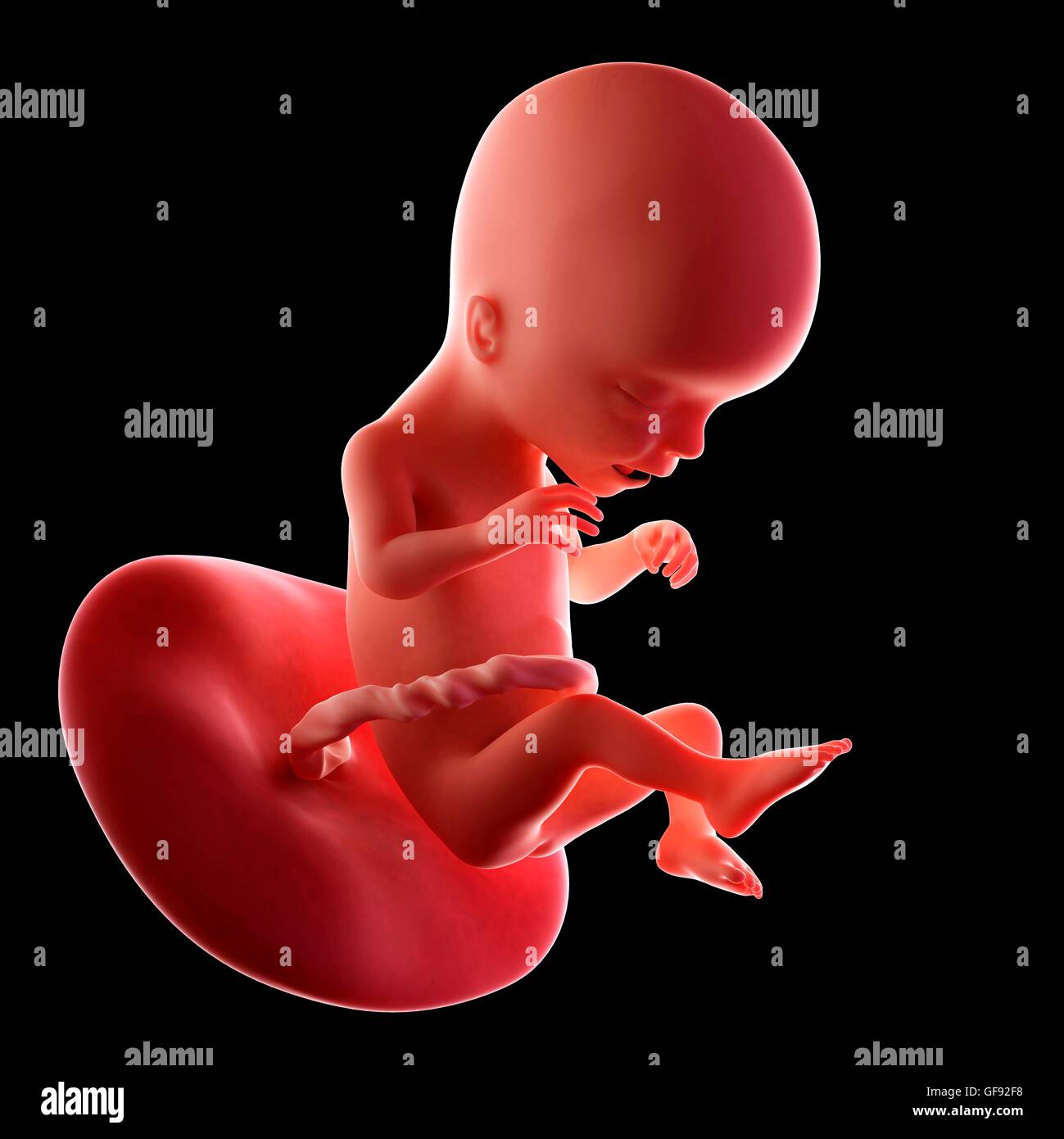 Human Foetus Age 17 Weeks Banque D Image Et Photos Alamy