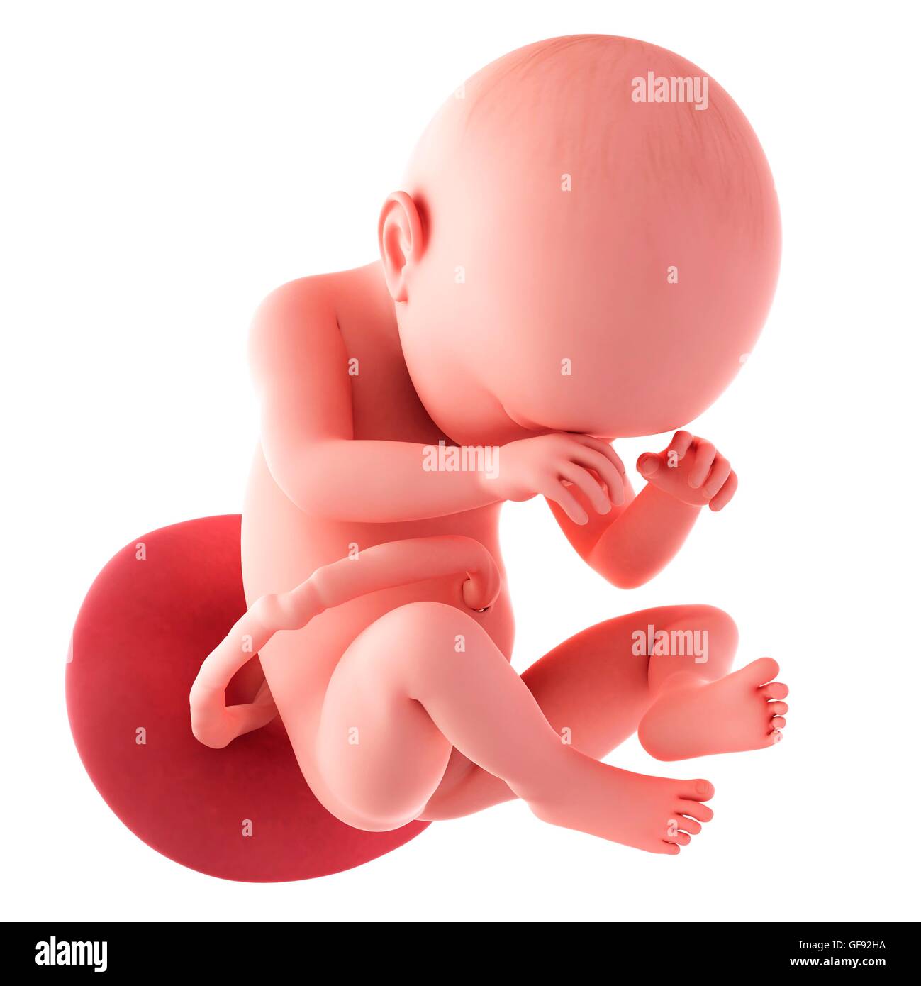 38 Semaines Banque D Image Et Photos Alamy