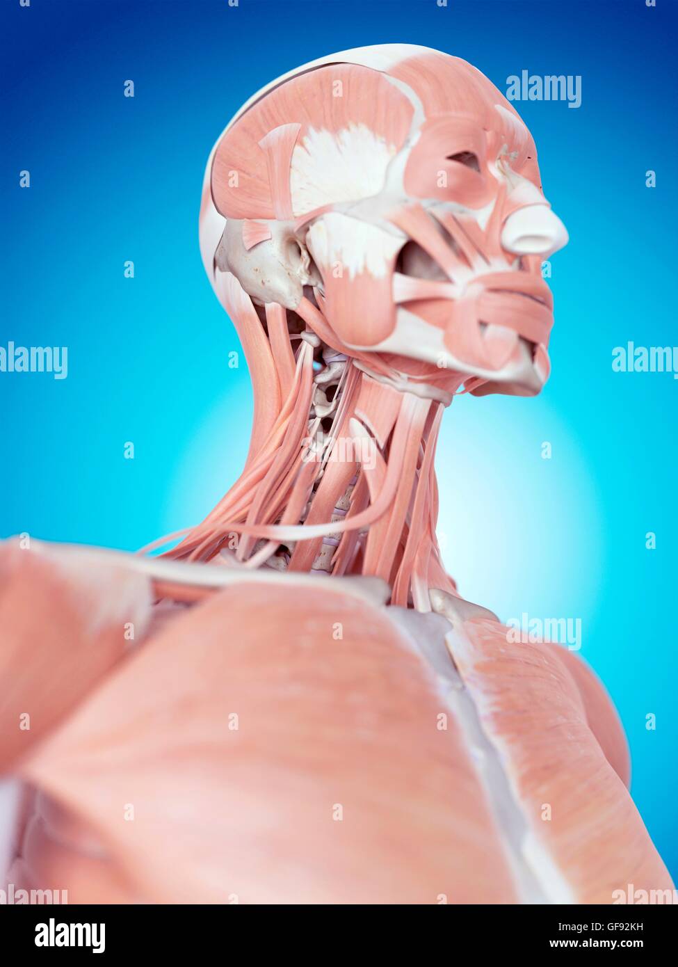 Poster Anatomie Muscles Visage Et Cou - Décoration Murale Toile 30x45 Cm - Pour Salon, Chambre, Bureau