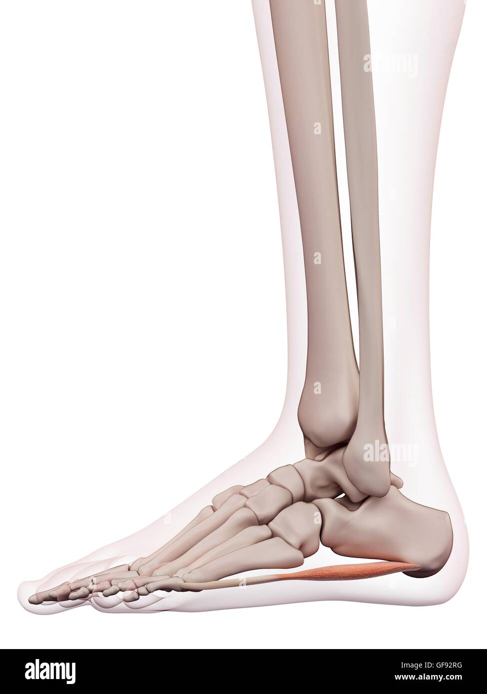 Le muscle du pied humain, illustration. Banque D'Images Le muscle du pied humain, illustration. Banque D'Images