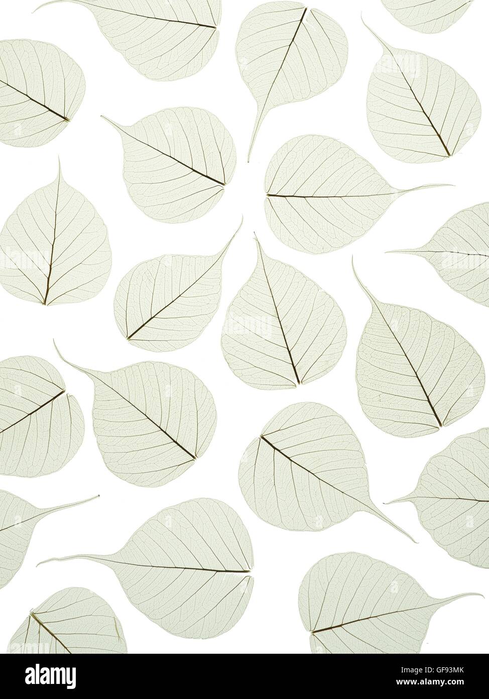 Squelettes de feuilles d'arbre de bodhi (Ficus religiosa) feuilles, studio shot. Banque D'Images