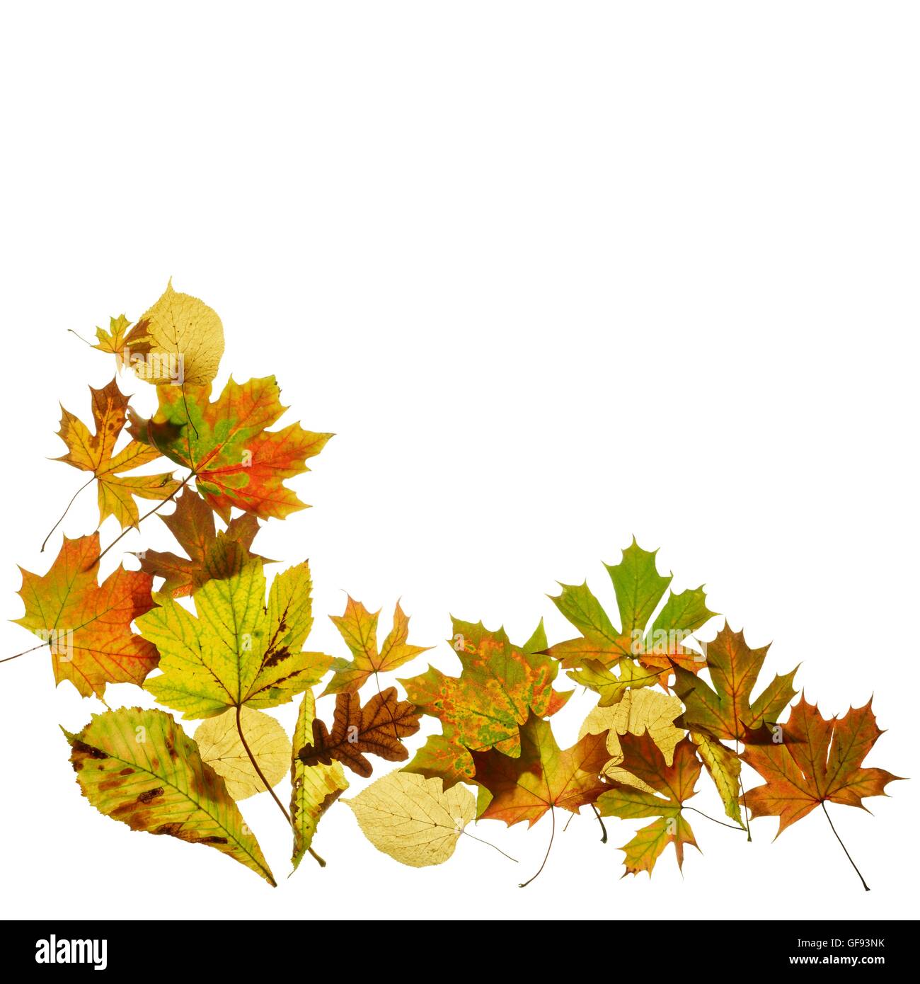 Les feuilles d'automne, studio shot. Banque D'Images
