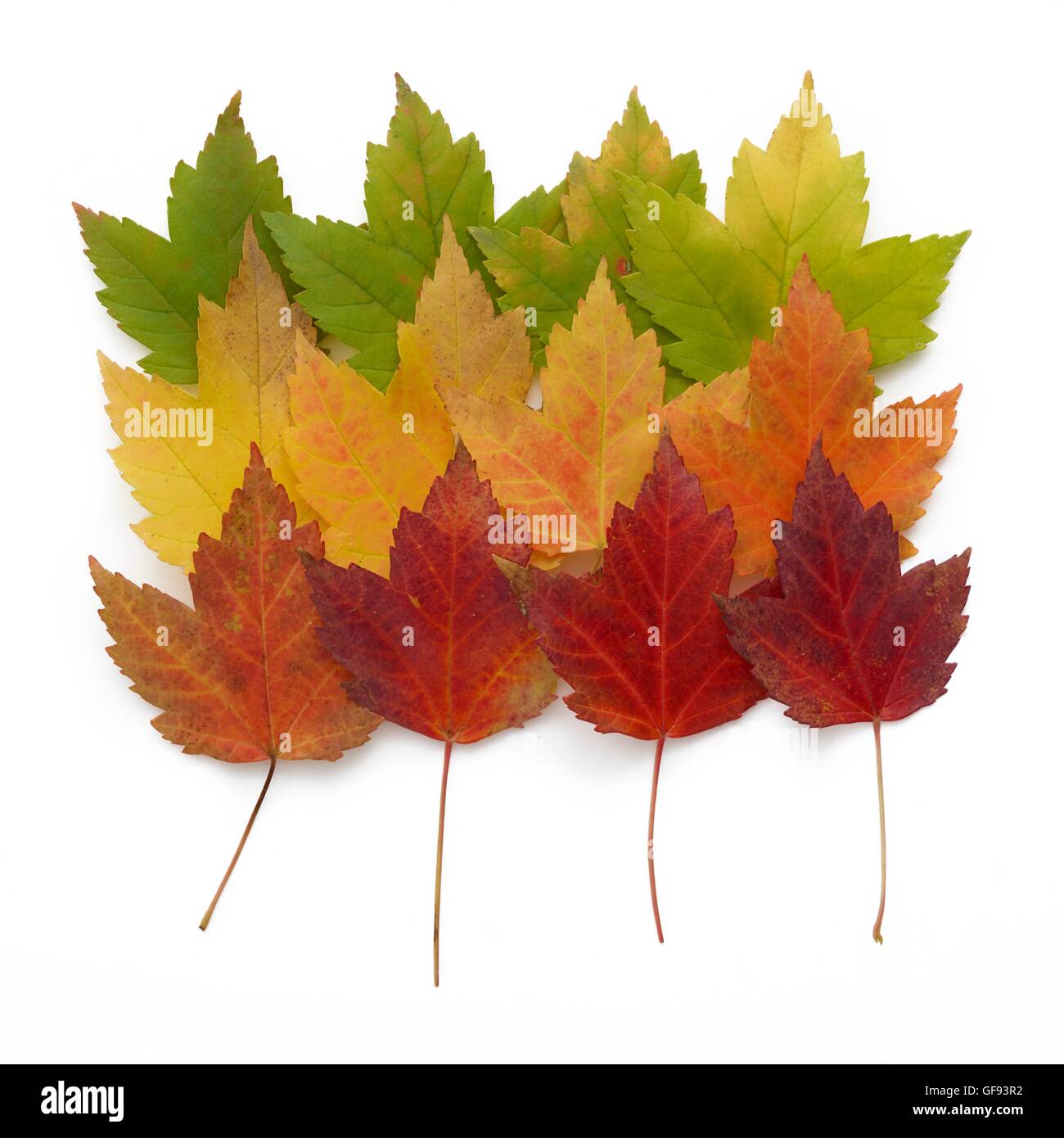 Les feuilles d'automne, qui se chevauchent. Banque D'Images