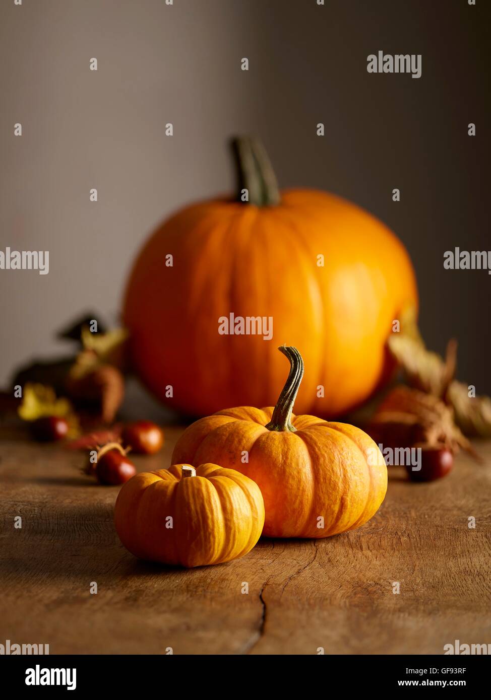 Jack o lantern (Cucurbita pepo) et Jack être peu miniature (Cucurbita pepo) citrouilles, toujours la vie. Banque D'Images