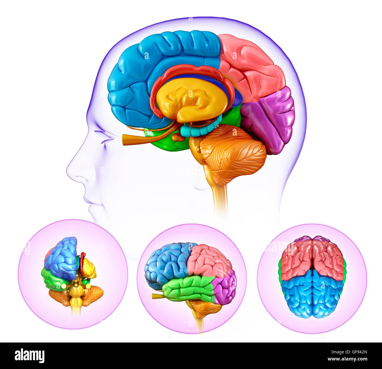 Illustration de l'anatomie du cerveau humain Photo Stock - Alamy