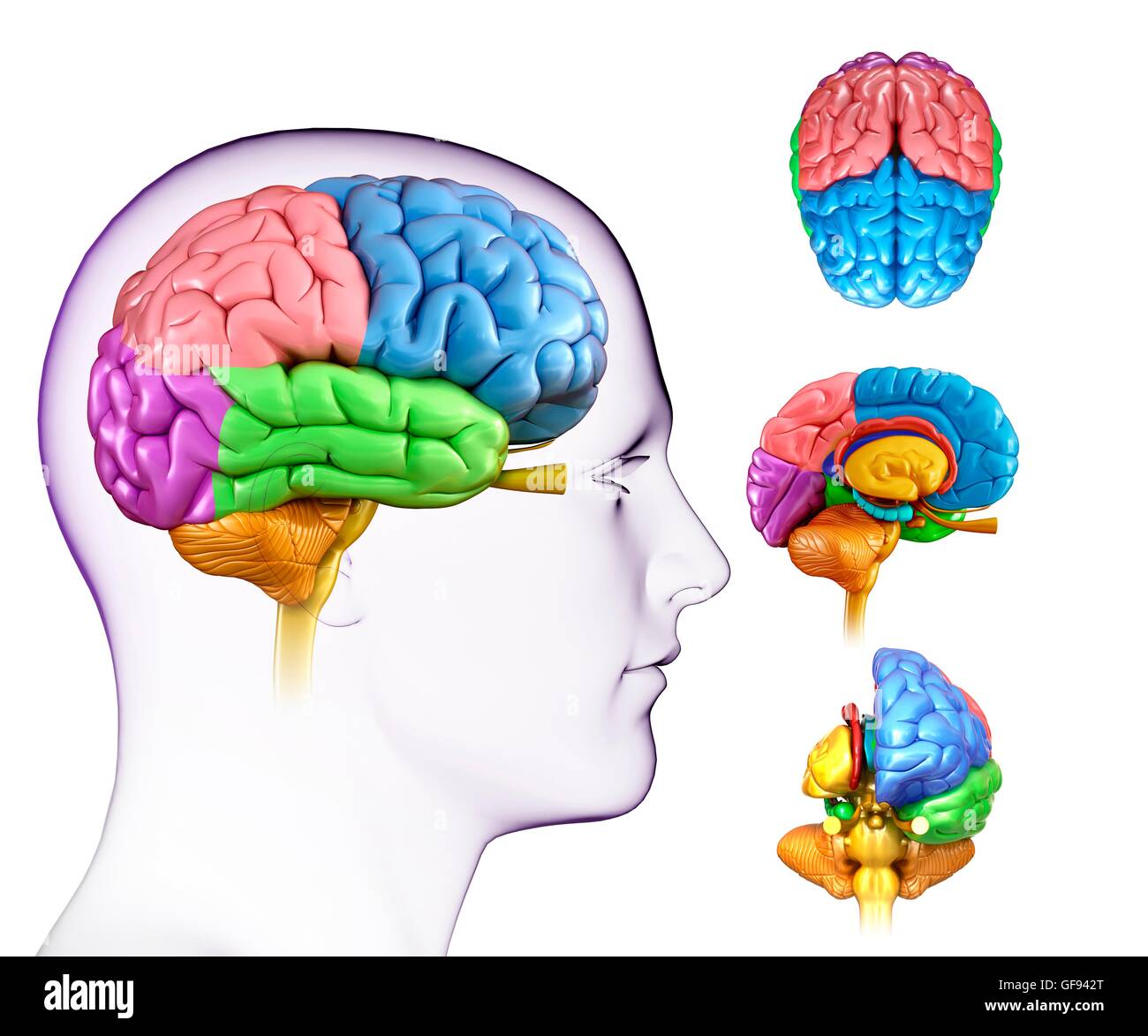 Illustration de l'anatomie du cerveau humain. Banque D'Images