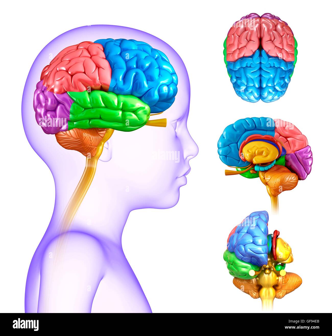 Anatomie du cerveau de l'enfant Banque de photographies et d’images à ...