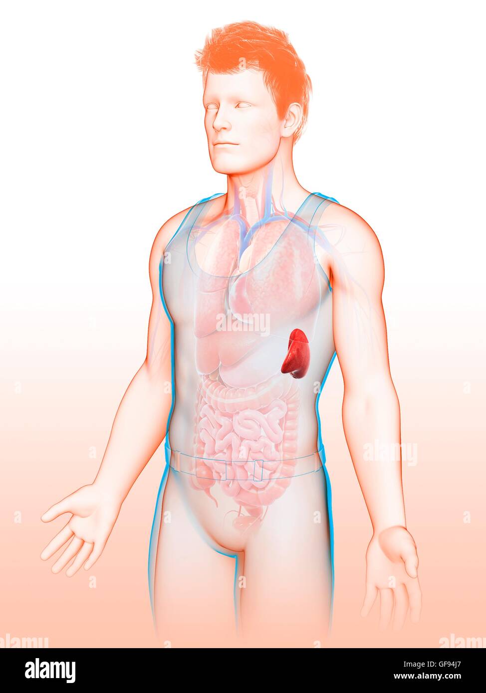 Illustration de l'homme anatomie de la rate. Banque D'Images