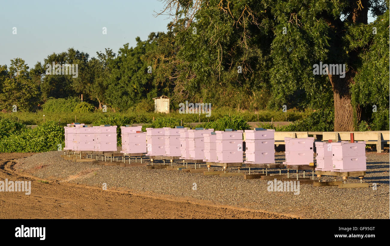 Rangée de ruches à l'aube, avec vignes et arbres en arrière-plan, à l'UC Davis farm Banque D'Images