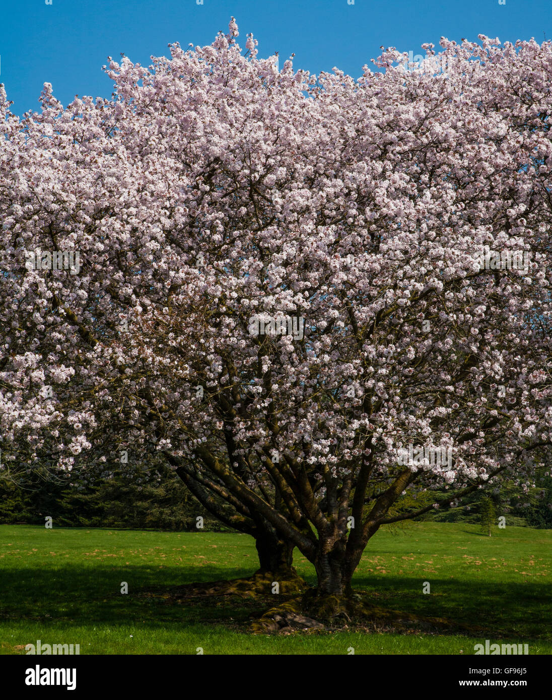 Arbres en fleur de printemps Banque D'Images